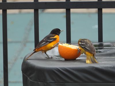 /images/birds/baltimore_orioles/baltimore4.jpg