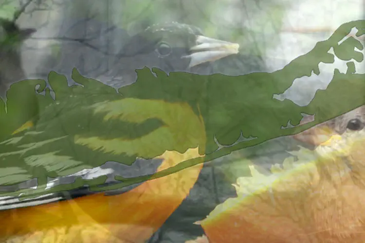About Long Island Birds
