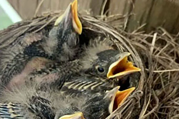Baby Starlings in a Nest