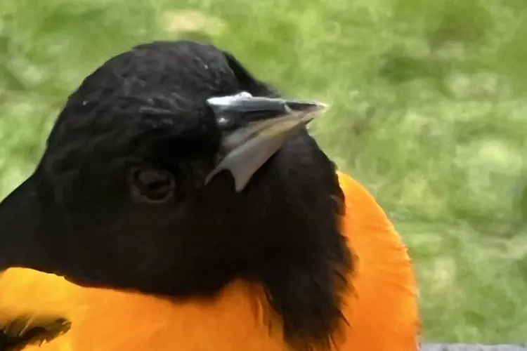 Baltimore Orioles Return to Long Island
