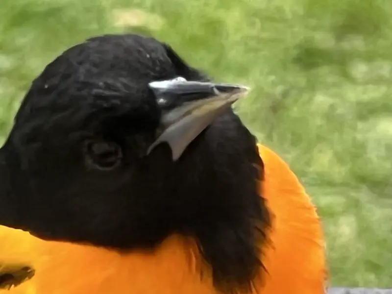 Baltimore Orioles Return to Long Island