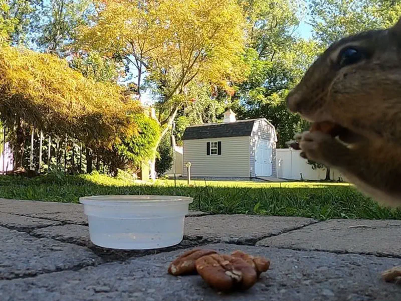 Chimpmunk having a Little Lunch
