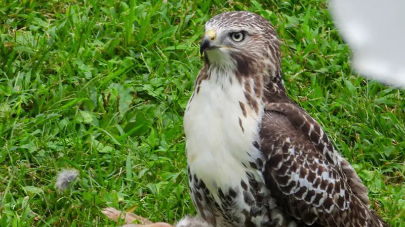 Hawk Eating Rabbit