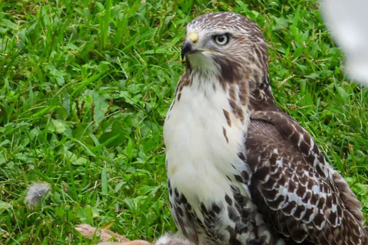 Hawk Eating Rabbit