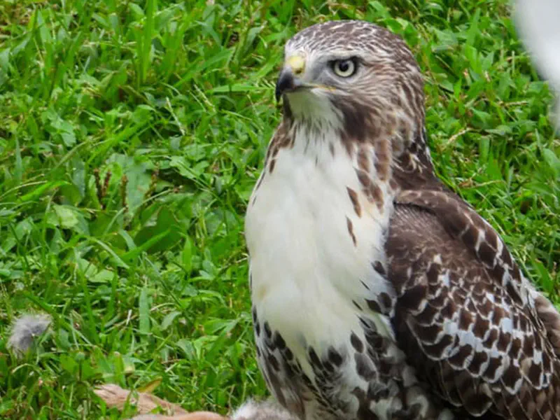 Hawk Eating Rabbit
