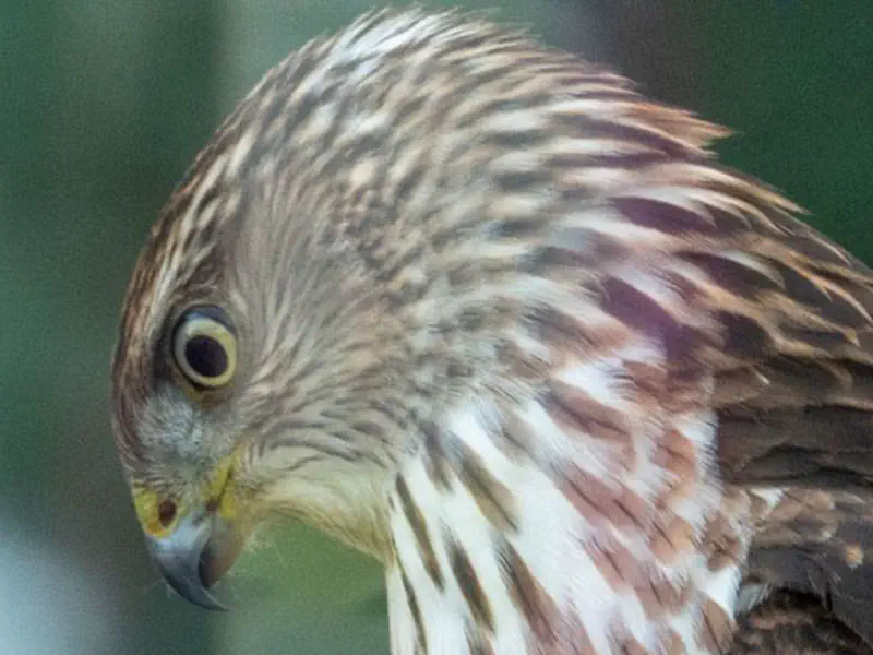 Cooper Hawk In Yard