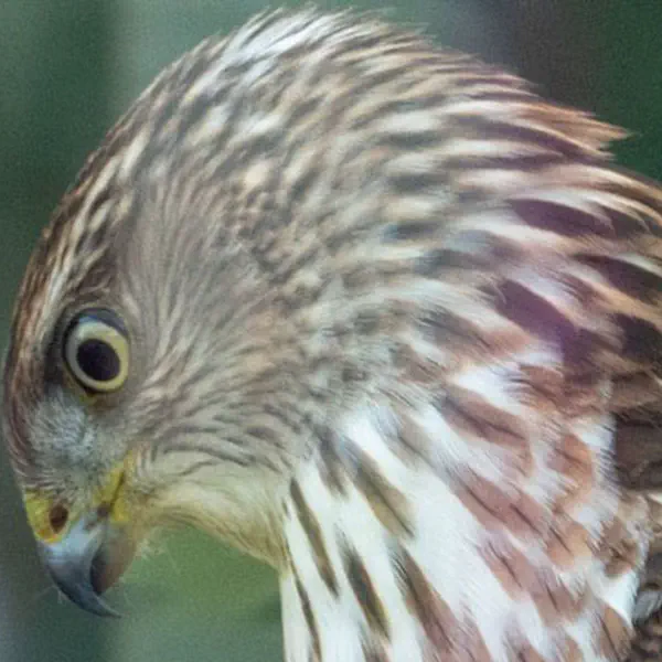 Cooper Hawk In Yard