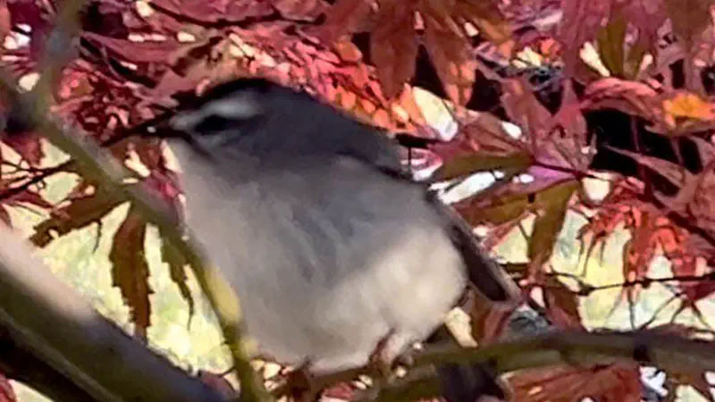 Golden-Crowned Kinglet