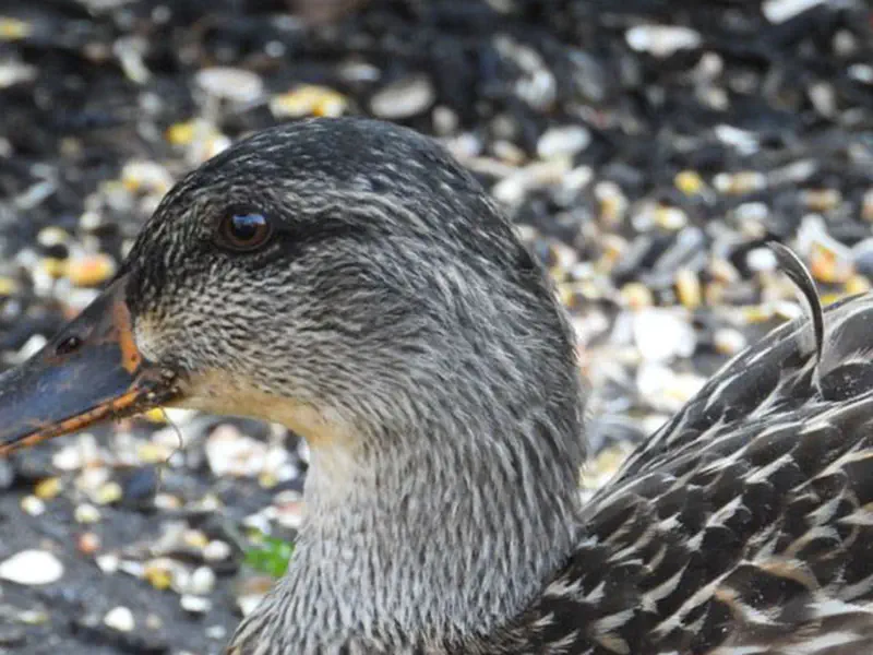 A Mallard Duck Visiting