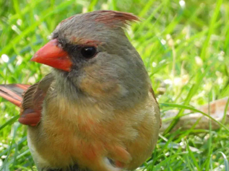 Northern Cardinal Female