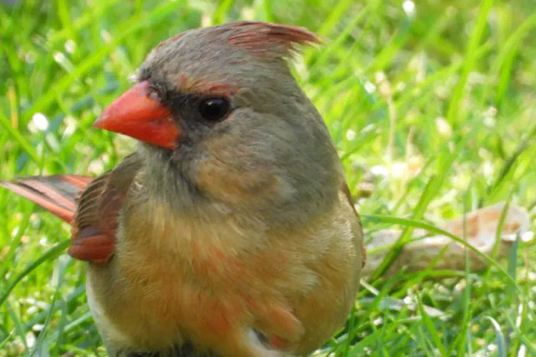 Northern Cardinal Female