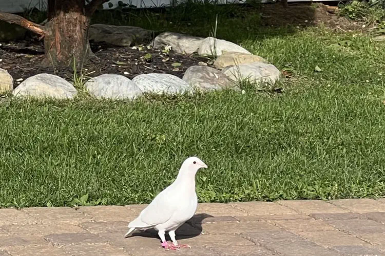 Lost Pigeons