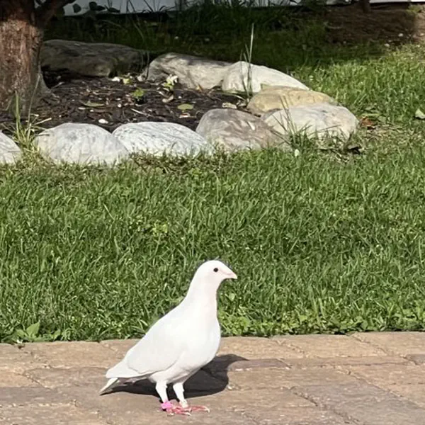 Lost Pigeons
