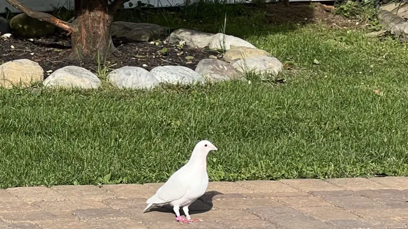 Lost Pigeons