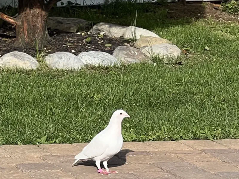 Lost Pigeons