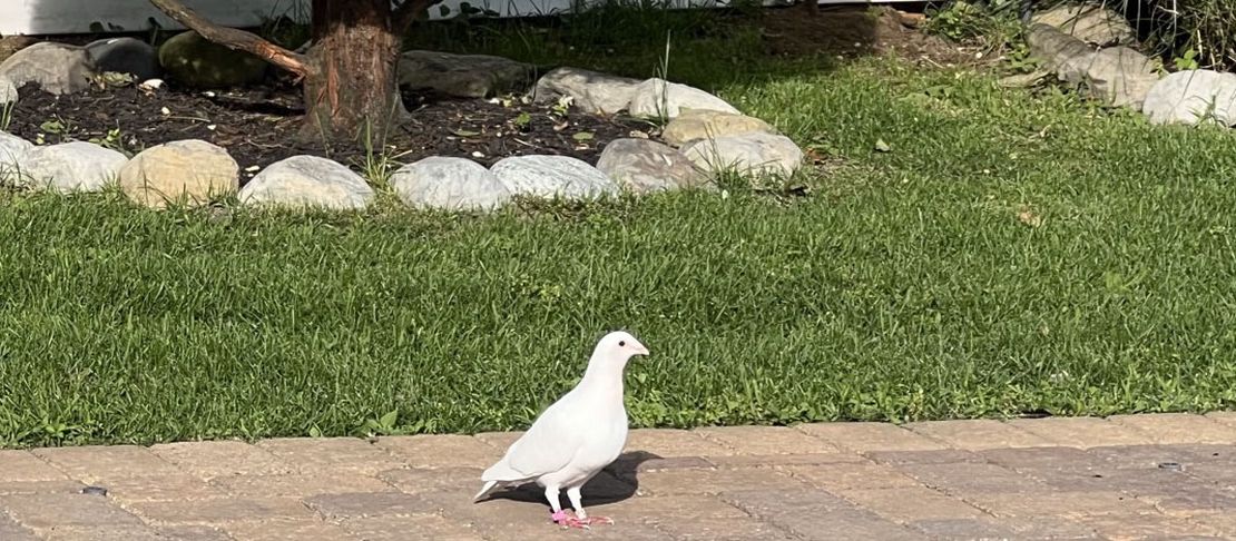 A White Pigeon Video