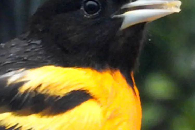 Baltimore Orioles