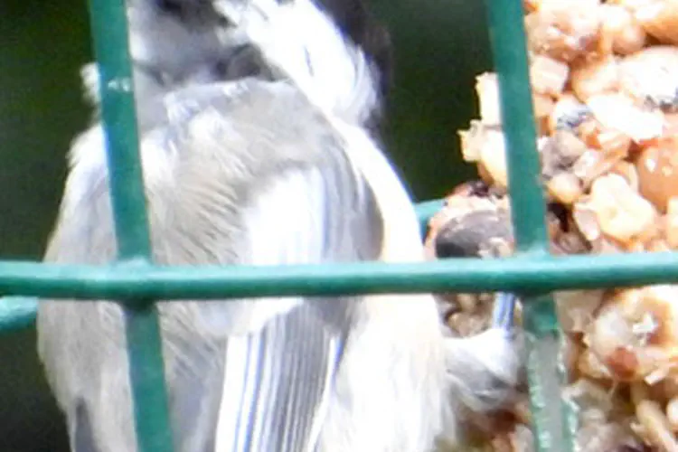 Black Capped Chickadee