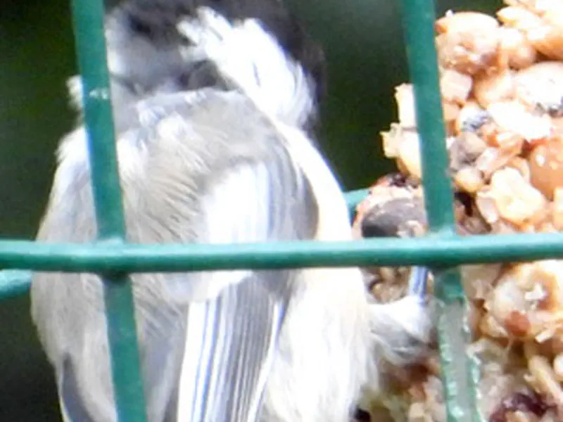 Black Capped Chickadee