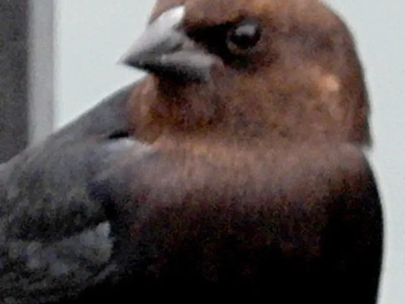brown headed cowbird