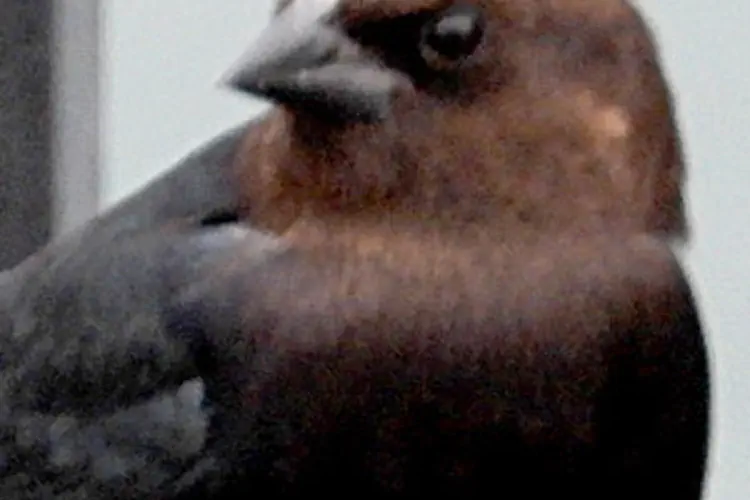 brown headed cowbird