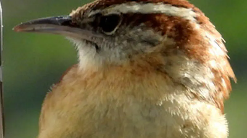 Carolina Wren