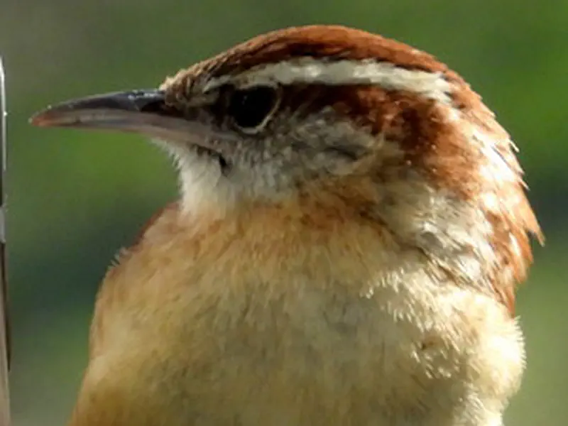 Carolina Wren