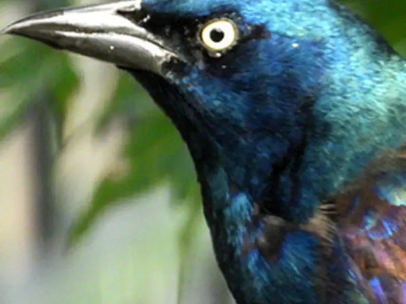 Common Grackle