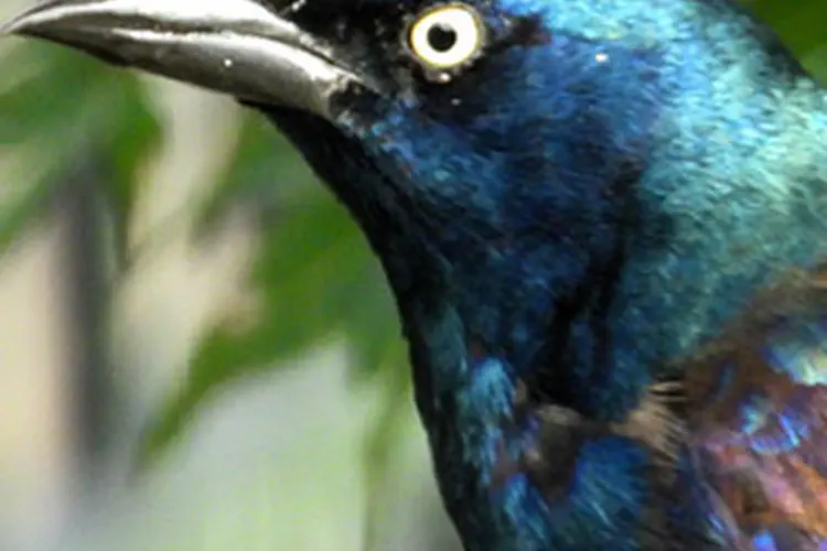 Common Grackle