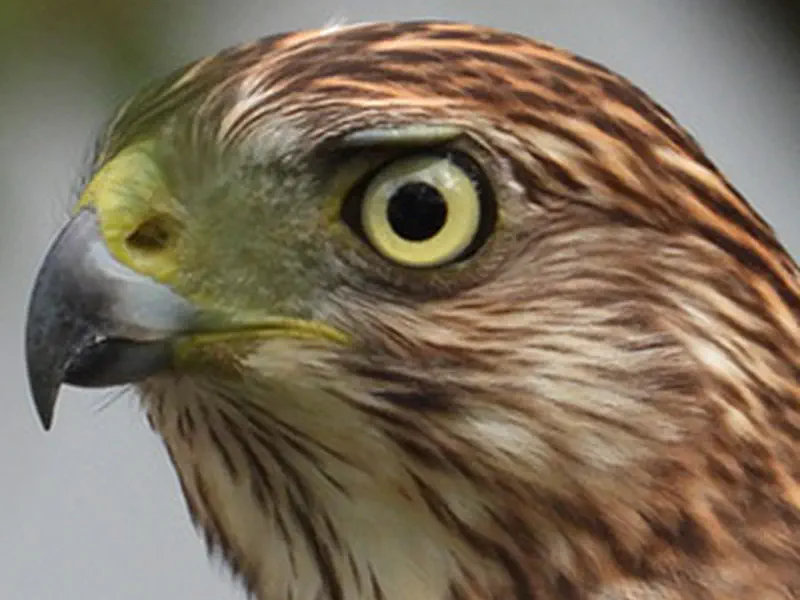 Cooper Hawk