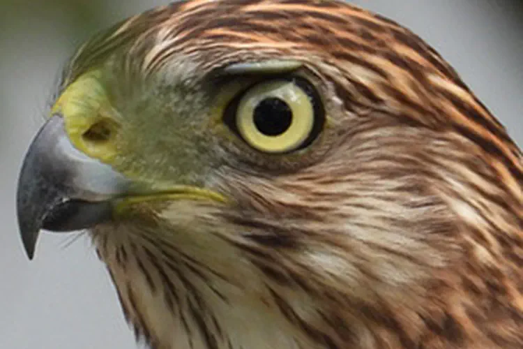 Cooper Hawk