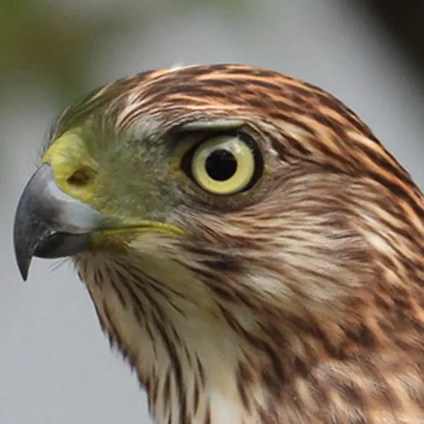 Cooper Hawk