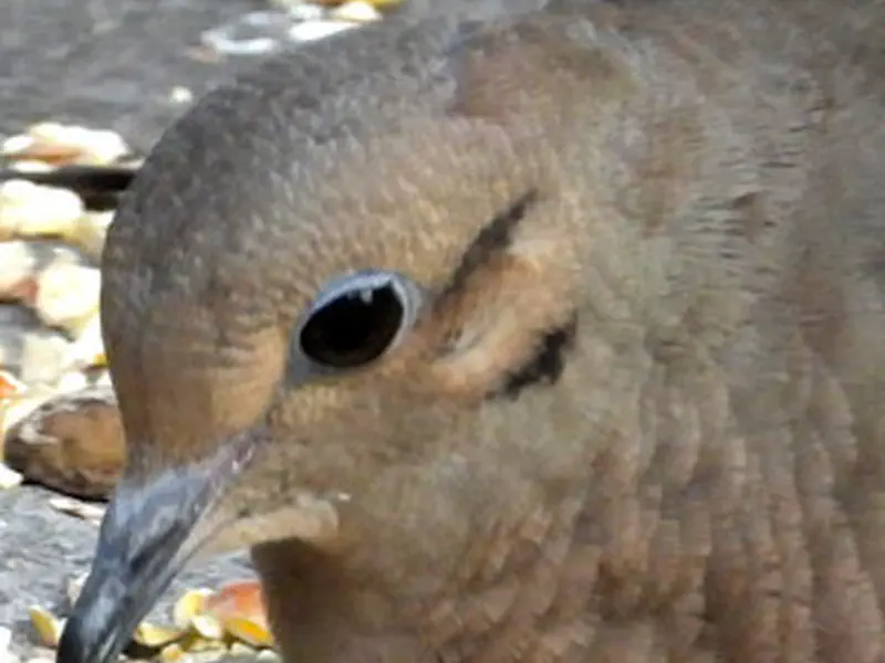Mourning Dove