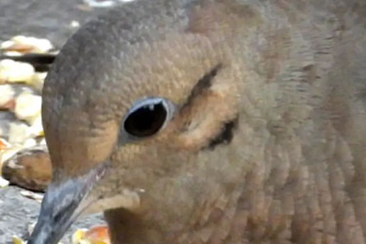 Mourning Dove