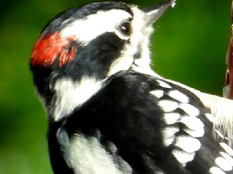 downy woodpecker