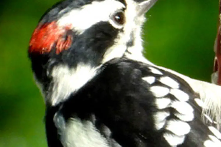 downy woodpecker
