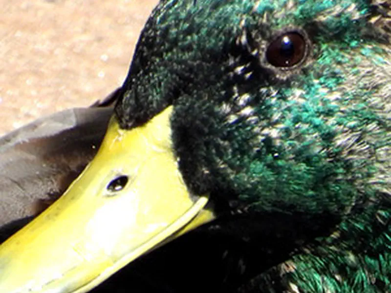 Mallard Ducks