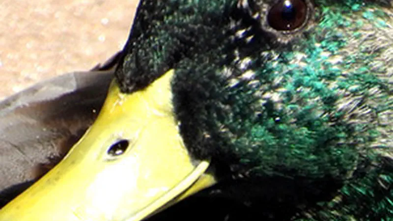 Mallard Ducks