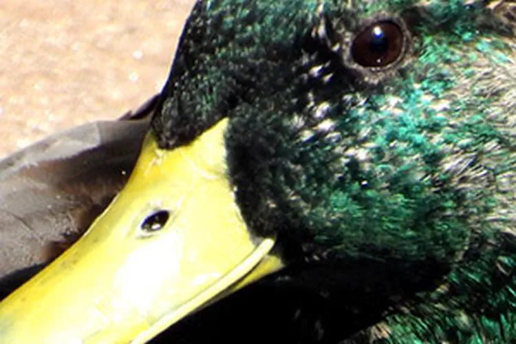 Mallard Ducks