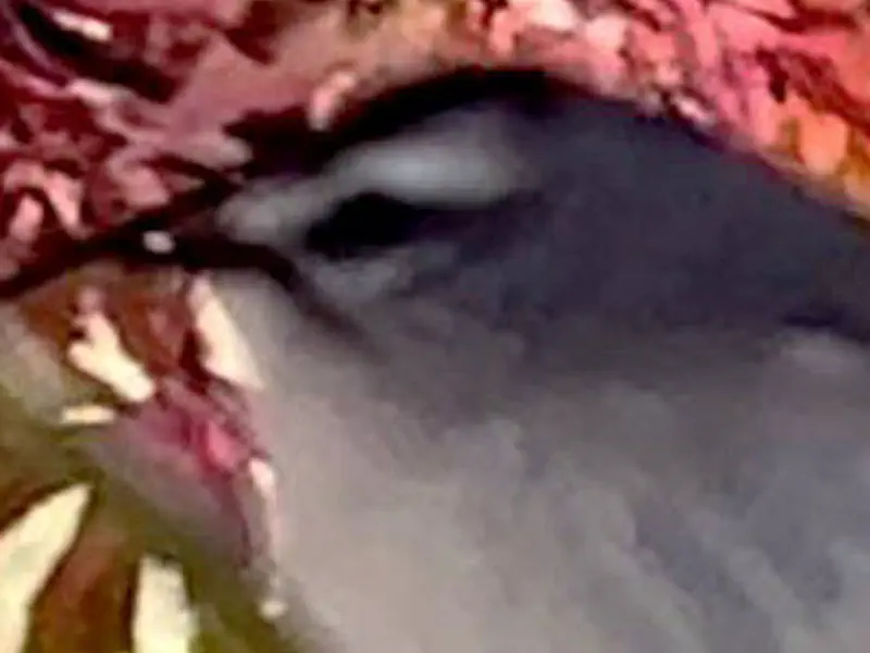 Golden-Crowned Kinglet