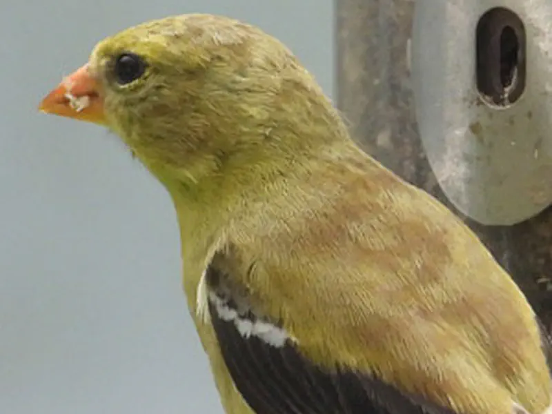 Goldfinch