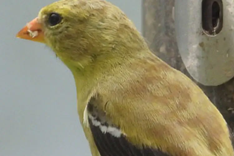 Goldfinch