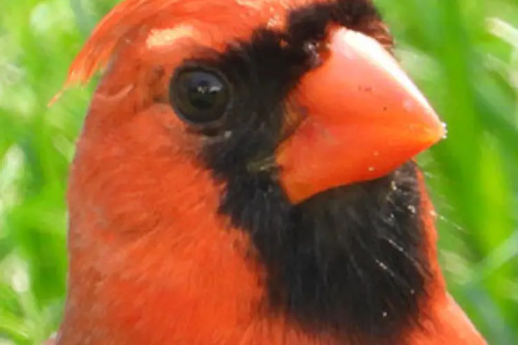 Northern Cardinal