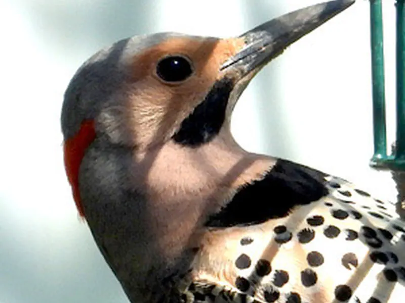 Northern Flicker