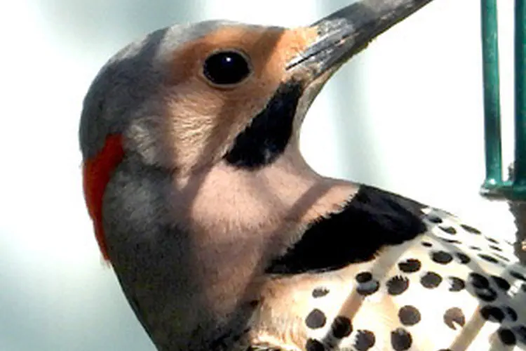Northern Flicker