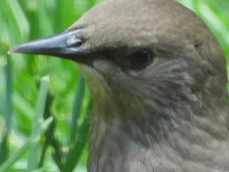 Northern Mockingbird