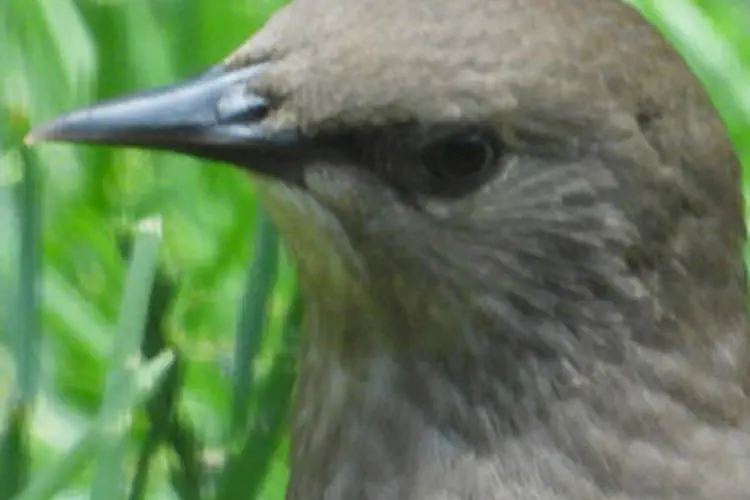 Northern Mockingbird