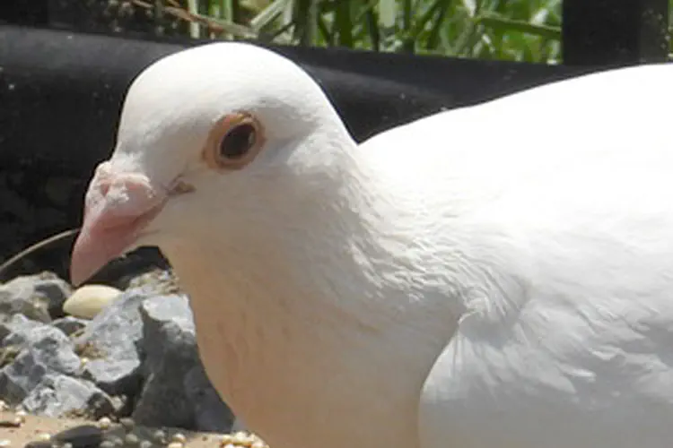 Homing Pigeon
