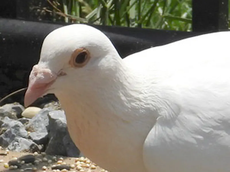 Homing Pigeon