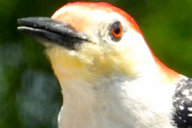 Red Bellied Woodpecker